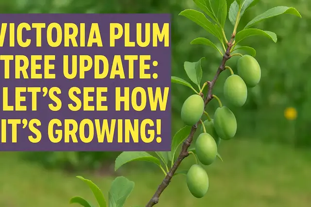 'Video thumbnail for Victoria Plum Tree Update | Spring Growth & Care Tips'