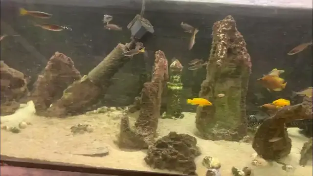 'Video thumbnail for tanganyikan cichlids'