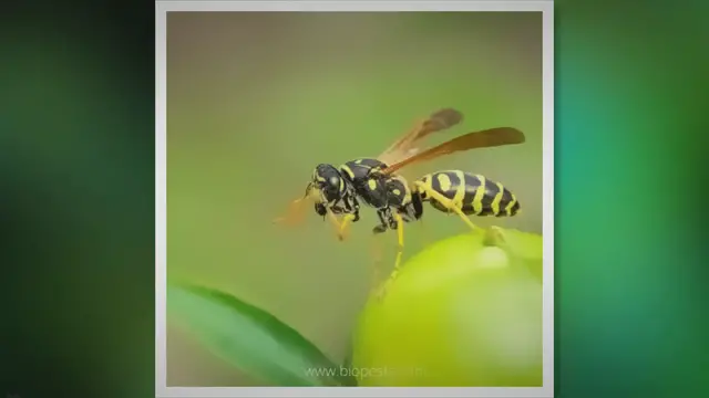 'Video thumbnail for Why There Are Wasps On Your Lawn (And What To Do)'