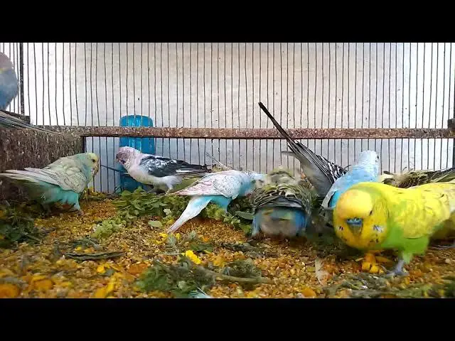 'Video thumbnail for Happy Budgie Adventures Love & Laughter! 🥰💚 #Funny #Cute'