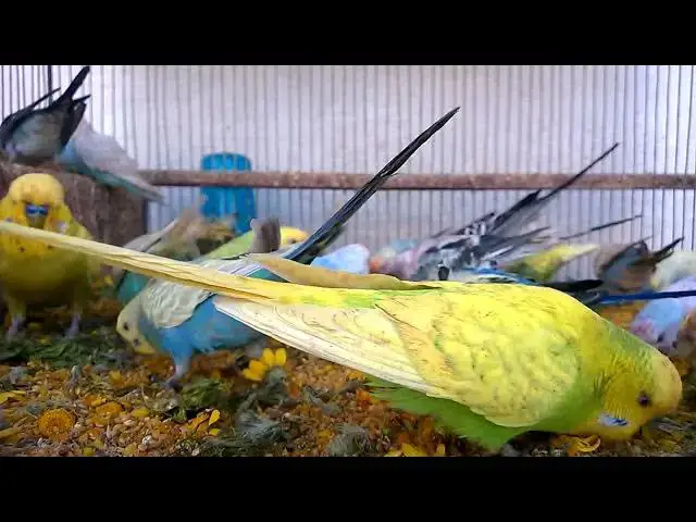 'Video thumbnail for Discover the Rainbow of Budgie Colors! 💚💛 #beautiful'