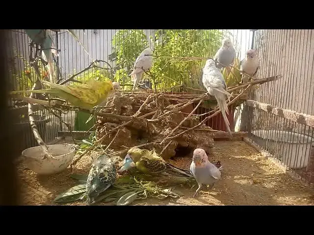 'Video thumbnail for Delightful Budgie Sounds That Will Melt Your Heart! 💚💛✨ #budgielife'