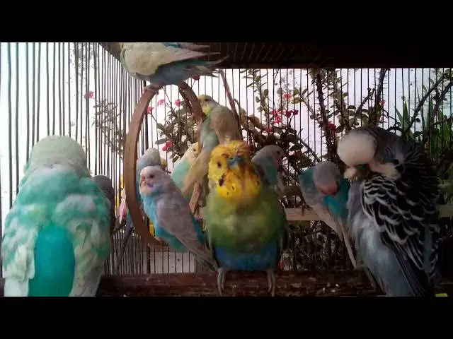 'Video thumbnail for Funniest Budgie Training Moments Caught on Camera! 😂 #shorts'