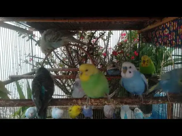 'Video thumbnail for 🎥 Close Up Happy Budgie Life in Their Cozy Cage 🪺'