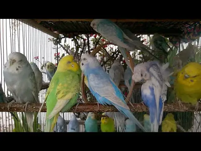 'Video thumbnail for 🎯 Bird Lovers Alert – Best Budgie Chirping Mix for Engagement & Retention 🐦❤️ #BirdChannel'
