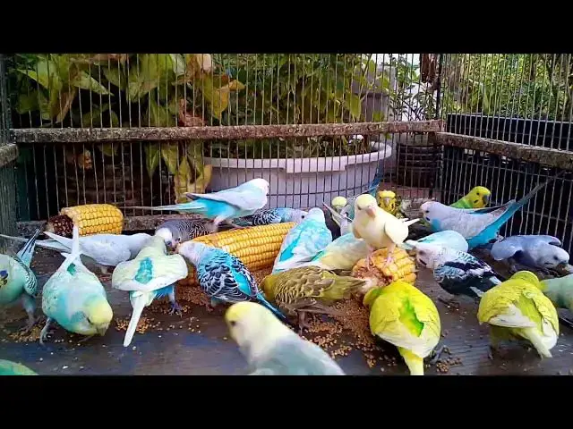'Video thumbnail for 静かに響くセキセイインコの鳴き声🎧🌸｜癒し効果バツグン'