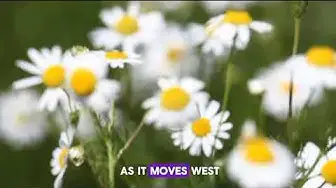 video of: &#34;10 Fascinating Flower Facts You Need to Know | Explore Nature&#39;s Beauty!&#34;