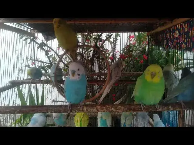 'Video thumbnail for 🕊️ Slow Motion Budgie Flight – Majestic & Peaceful 🌬️'