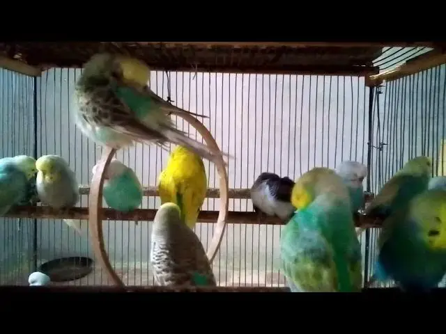 'Video thumbnail for Hypnotic Budgie Singing Session 🌀🎵  Mental Cleanse'