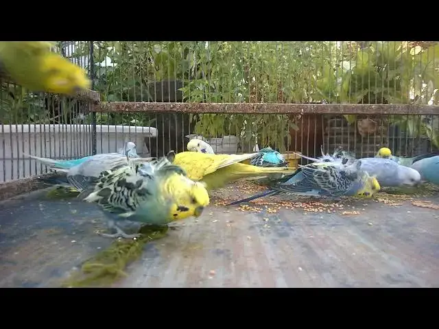 'Video thumbnail for 🐦 Budgies and Balloons 🕊️ Funniest Interaction Ever 🌿'