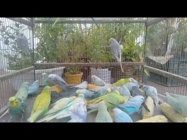 'Video thumbnail for 💫 Watch These Magical Budgies Shine in Natural Light!  Bird Beauty ASMR'