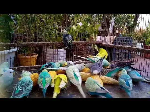 'Video thumbnail for The Science Behind Budgie Beauty 🔬✨ Mutation Explained#BudgieGenetics #BirdBreeding #RareMutations'