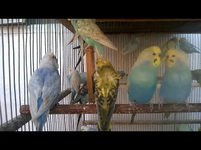 'Video thumbnail for 🧠科学が証明!セキセイインコがもたらす驚きのメンタル効果🕊️ #セキセイインコ'