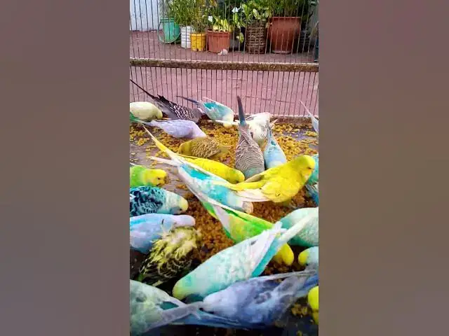'Video thumbnail for Cutest Birds & Pets Ever!  U S #animals  #birds  #cute  #funny #viralshorts #usa  #love #funnyvideo'