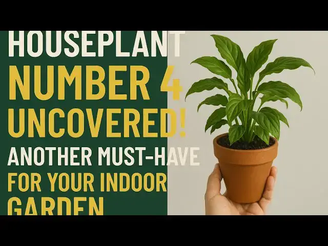 'Video thumbnail for 🪴 Houseplant Number 4 Uncovered! Another Must-Have for Your Indoor Garden'