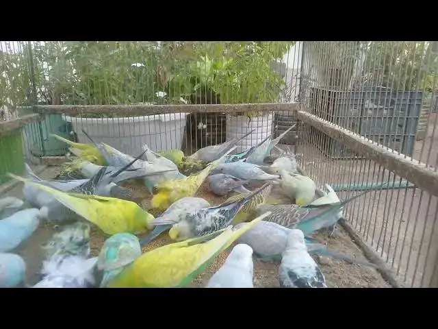 'Video thumbnail for Watching Budgies = Instant Happiness 😊🕊️'