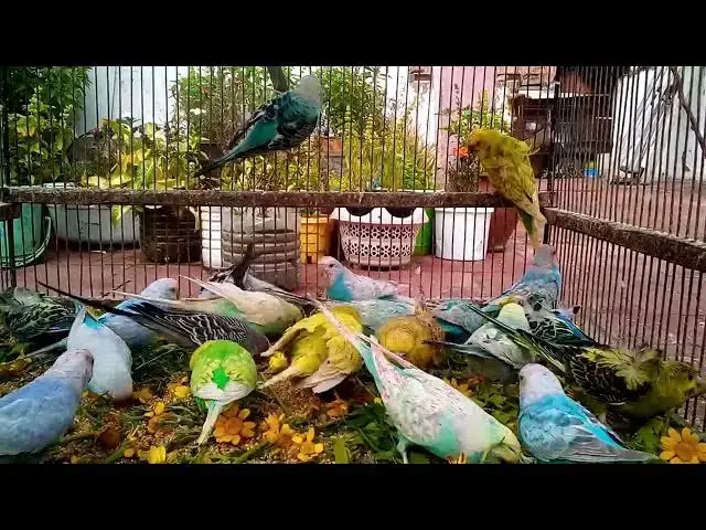 'Video thumbnail for The Melodies of Happiness Cute Budgie Sounds Compilation! 🎶💛'