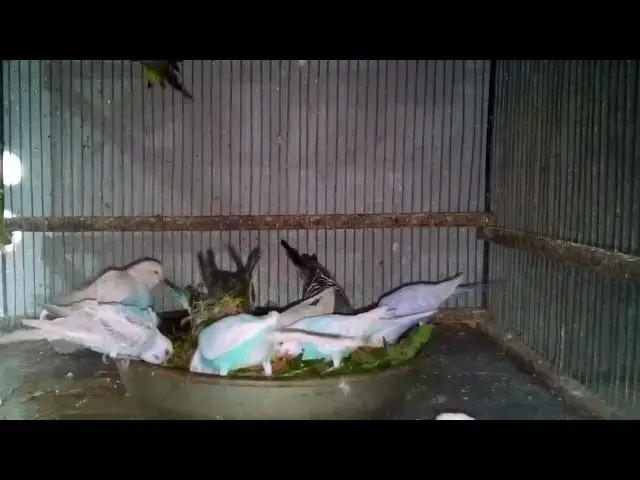 'Video thumbnail for Seed Mix vs Pellets – What’s Better for Budgies'