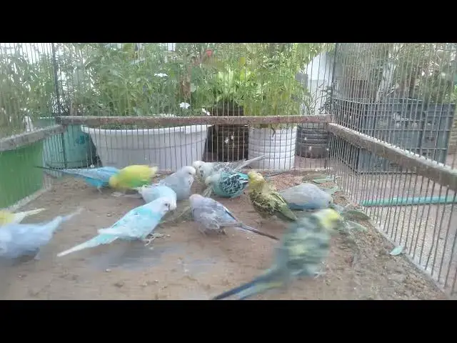 'Video thumbnail for Fluffy Chicks Just Hatched! 🐣❤️'