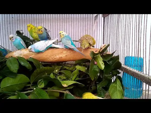 'Video thumbnail for Emergency First Aid for Budgies'