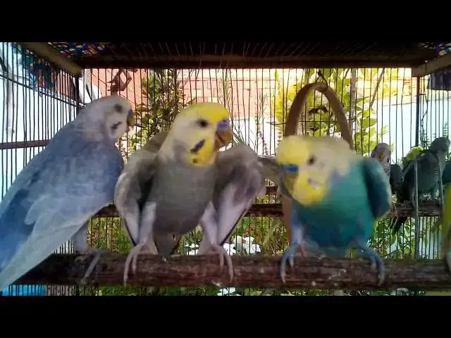 'Video thumbnail for セキショクヤインコの寿命は？長生きするための7つのポイント'