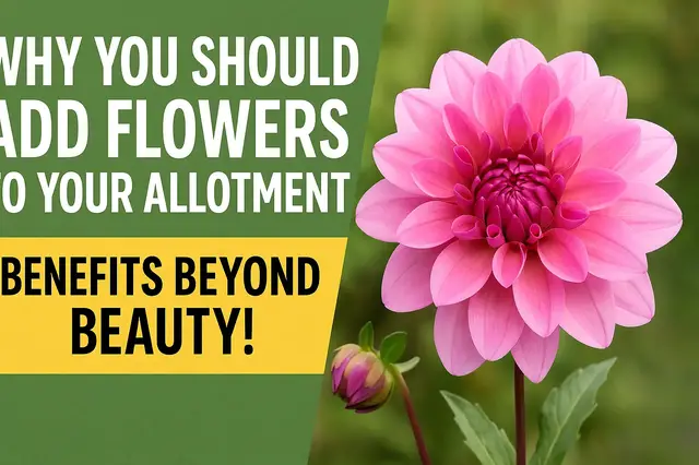 'Video thumbnail for Why You Should Add Flowers to Your Allotment | Benefits Beyond Beauty!'