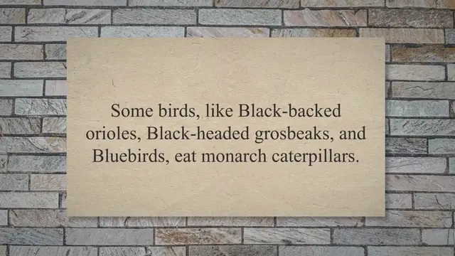 'Video thumbnail for Birds that eat monarch '
