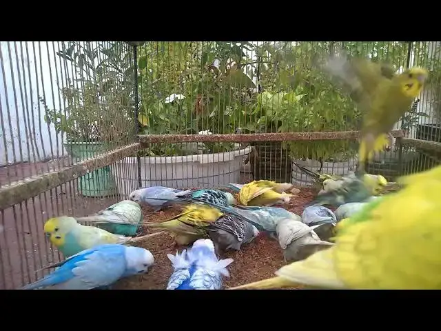 'Video thumbnail for This Budgie Has a Bigger Attitude Than You! 😤🤣'