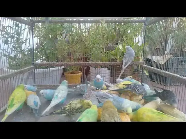 'Video thumbnail for Budgies That Look Like Paintings 🎨🐥 Unreal Beauty!#ArtisticBirds #BudgieColors #UniqueBirds'