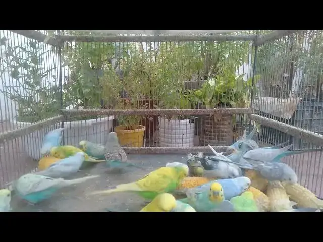 'Video thumbnail for 🎥 Behind the Scenes How I Raise Beautiful Budgies  Rare Mutation Breeds'