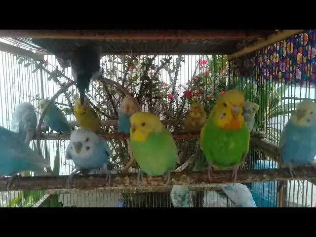 'Video thumbnail for 💓 Gentle Moments with Budgies – So Soft, So Sweet 🫶'