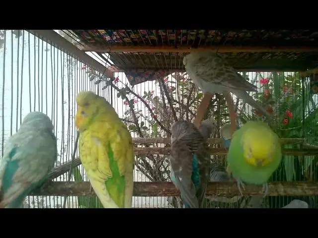 'Video thumbnail for 🌸 Zen with Budgies – Perfect for Stress Relief 💫'
