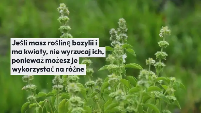 'Video thumbnail for Jeśli twoja bazylia ma kwiaty na końcach, nie wyrzucaj ich: są warte złota, jeśli używasz ich w ten sposób'