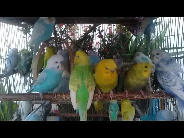 'Video thumbnail for 🌱 Budgie Bird Singing & Nature Sounds – Perfect for Yoga & Meditation Sessions 🧘 #YogaWithBirds'