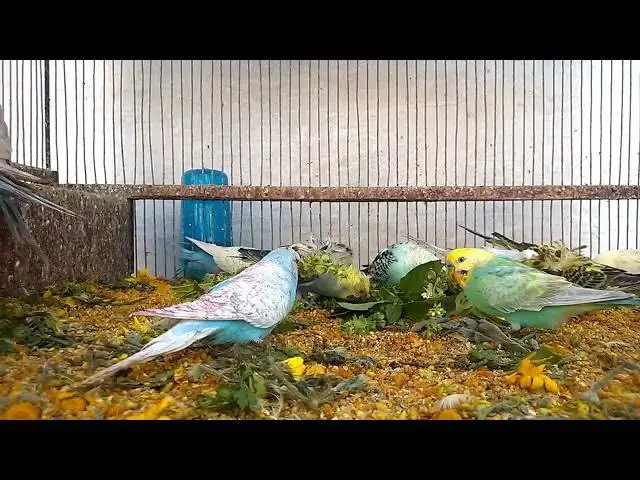 'Video thumbnail for Cute Budgies in Action The Best Moments Caught on Camera! 🥰✨'