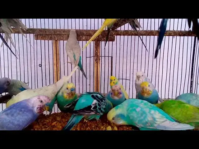 'Video thumbnail for Laugh Out Loud with Our Funny Budgie Compilation! 😂💖'