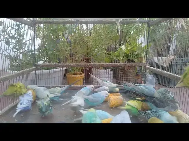 'Video thumbnail for 💎 These Budgerigars Look Like Living Gems  Unique Bird Colors'