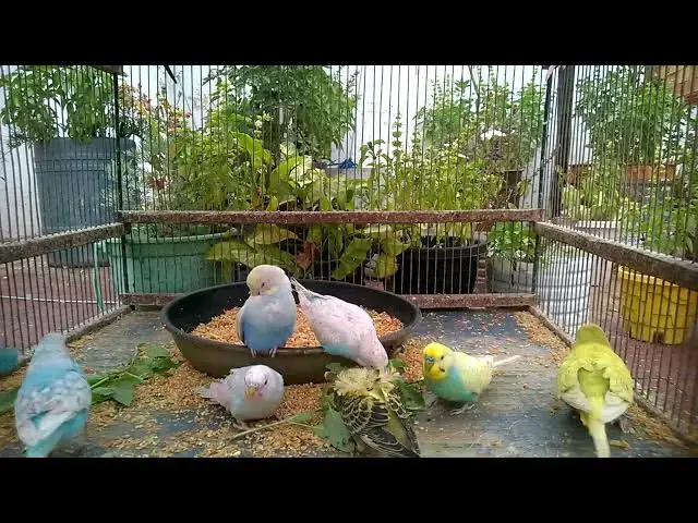 'Video thumbnail for The Ultimate Compilation of Cute Budgie Moments! 🥳💚✨ #Shorts'