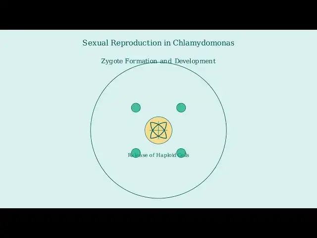 'Video thumbnail for Chlamydomonas The Microscopic Green Algae Explained'