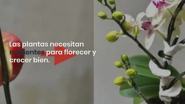 'Video thumbnail for El truco genial para hacer que las plantas florezcan muy rápido:'