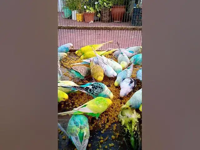 'Video thumbnail for Cutest Birds & Pets Ever!  U S #animals  #birds  #cute  #funny #viralshorts #usa  #love #funnyvideo'