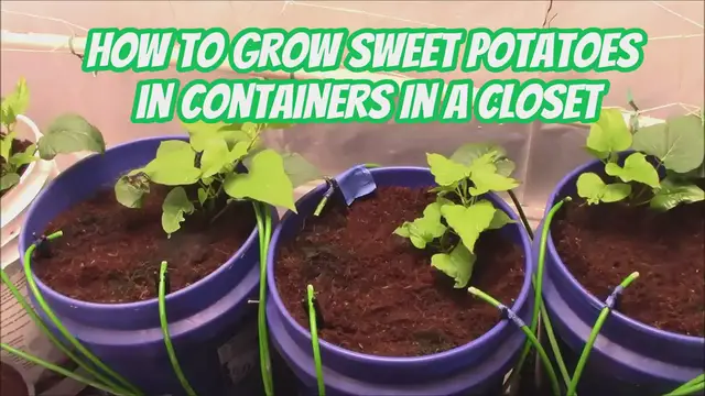 'Video thumbnail for How to Grow Sweet Potatoes in Containers In A Closet'