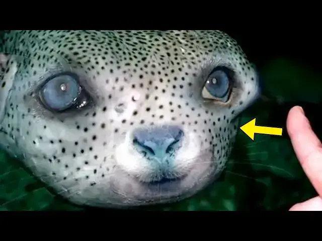 'Video thumbnail for The Deadliest Animal On Earth Looks Completely Harmless'