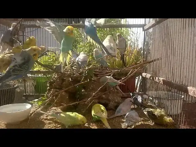 'Video thumbnail for Taming Budgies Made Easy Secrets to a Joyful Companion! 💚✨ #Shorts'