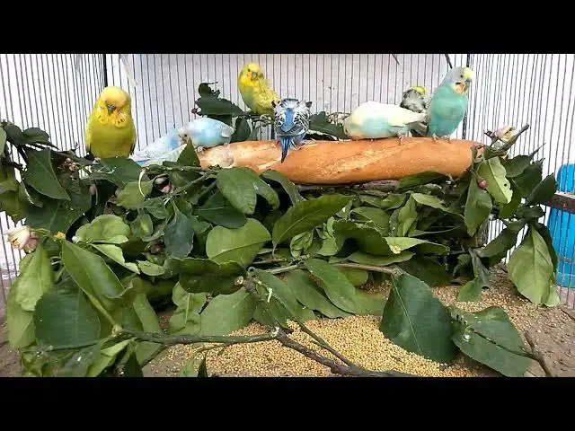'Video thumbnail for Why Is My Budgie Sleeping a Lot'