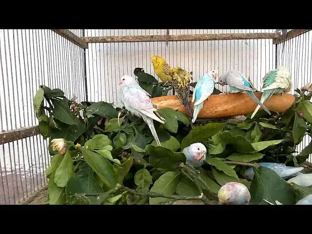 'Video thumbnail for Budgies Reacting to Their Reflections'