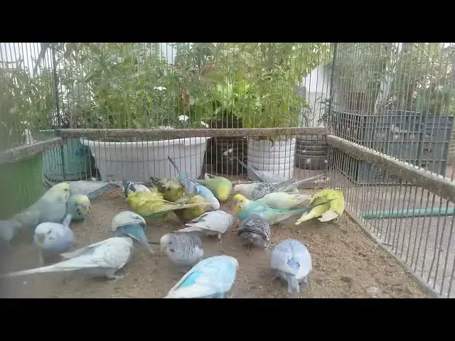 'Video thumbnail for Joyful Budgies Playing Like Kids 🧒🐤'