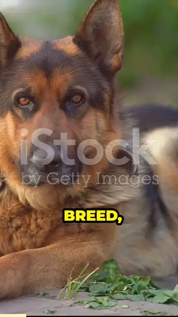 'Video thumbnail for Gsd'