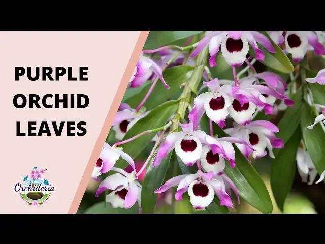 'Video thumbnail for Purple Orchid Leaves: 9 Causes & Solutions'