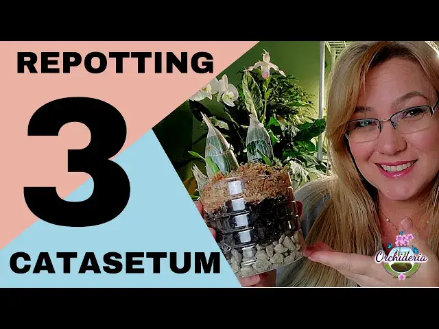 'Video thumbnail for Catasetum Orchids: Why, When & How to Repot'